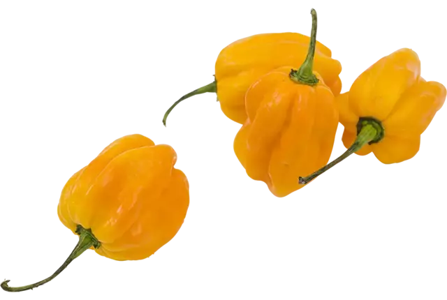 Habanero pepers geel verpakt 250gr stuk